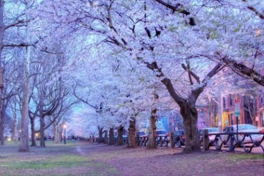 Cherry Blossoms